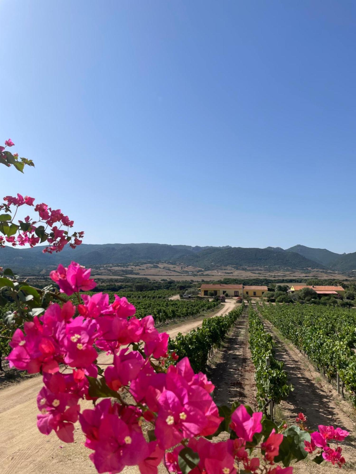 Agriturismo Campesi Casale Tra Le Vigne 아글리엔투 외부 사진
