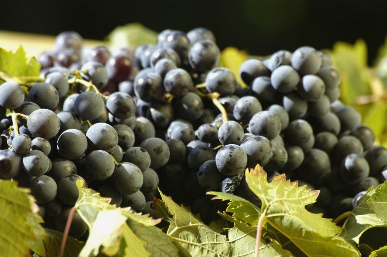 Agriturismo Campesi Casale Tra Le Vigne 아글리엔투 외부 사진